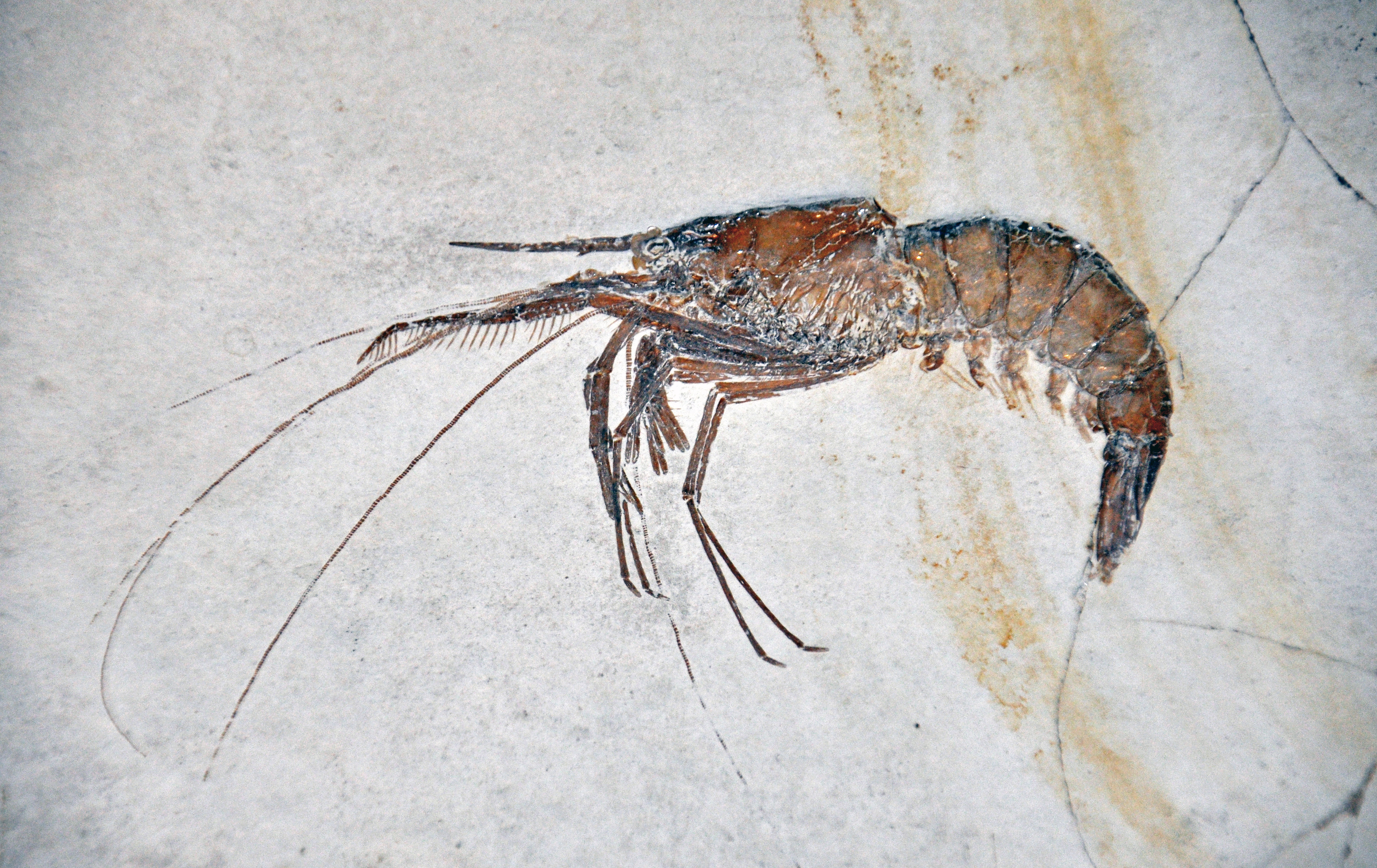 Descoperirea unei fosile de pasăre din perioada jurasică schimbă înțelegerea evoluției