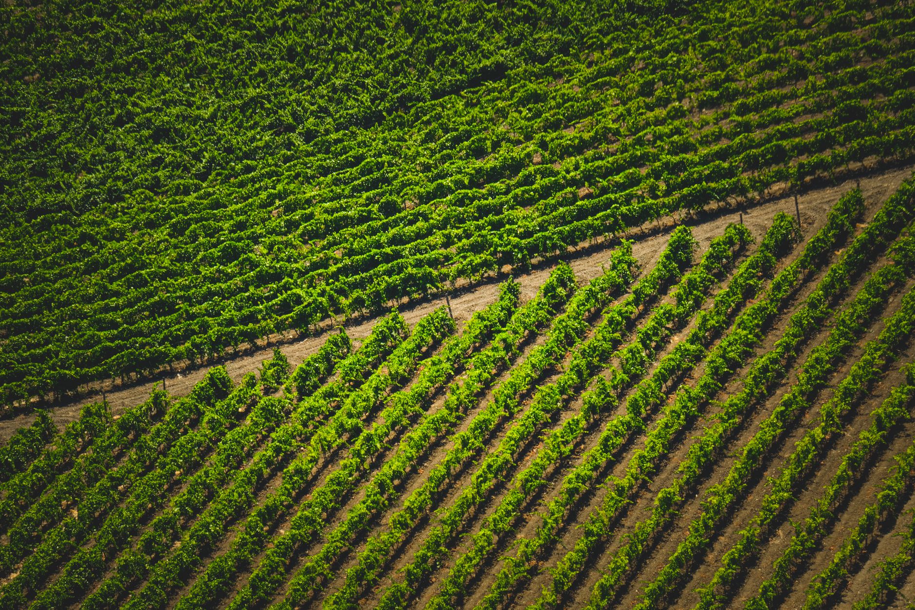 Cum a devenit o afacere de succes cu alune de pădure în Serbia, prin colaborarea cu producătorul Ferrero