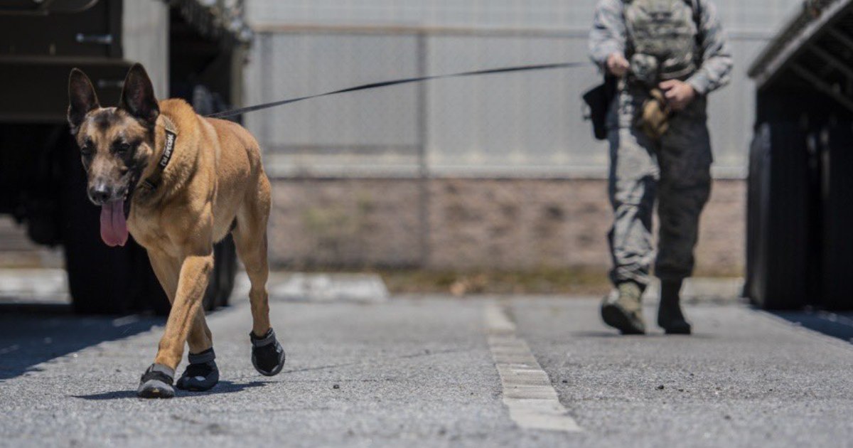 Start-up-ul Warhound atrage 200 de milioane de dolari pentru dezvoltarea de câini militari modificați genetic