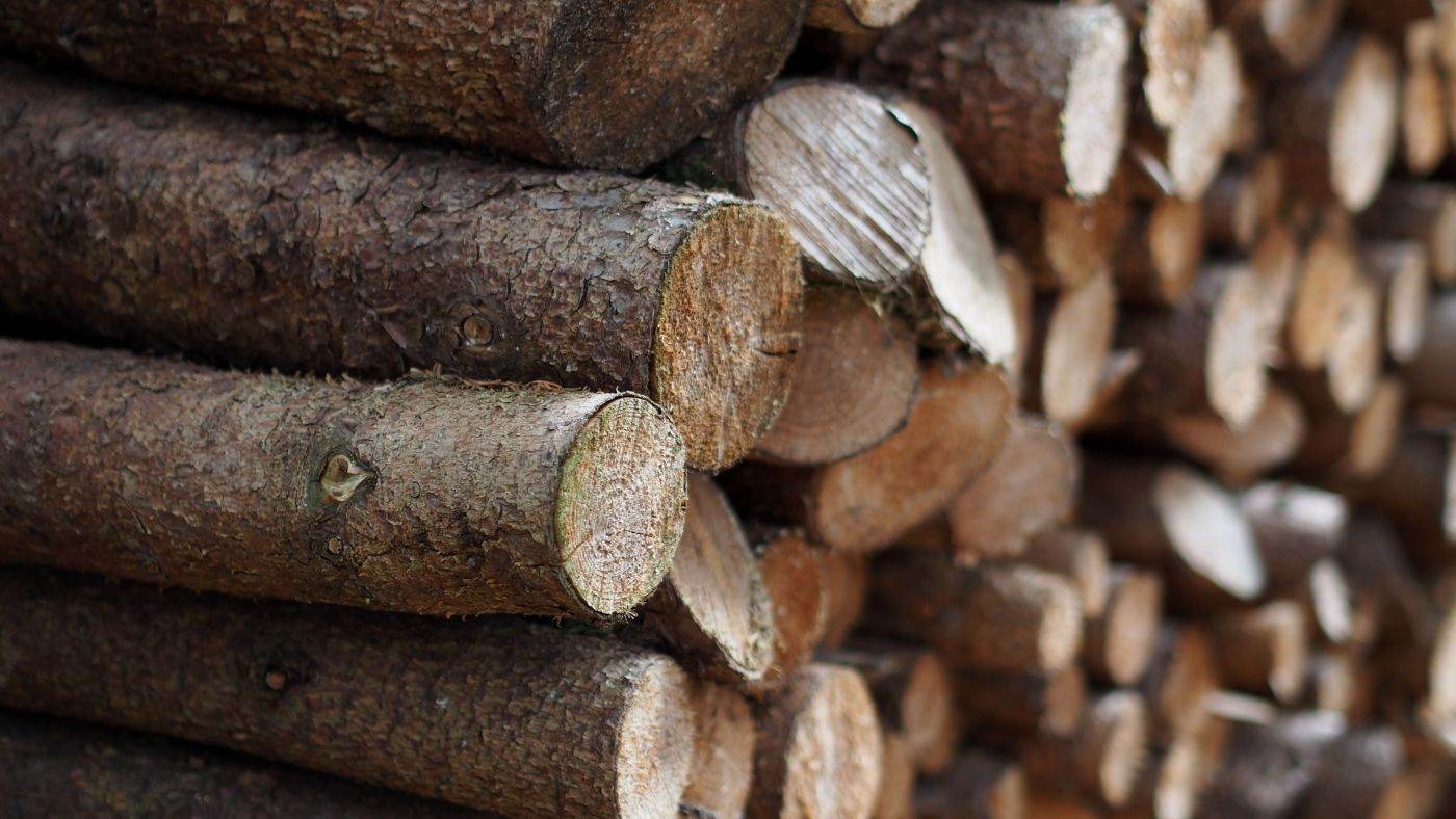 Activitatea de exploatare forestieră a crescut cu 7,5% în 2025, conform datelor INS