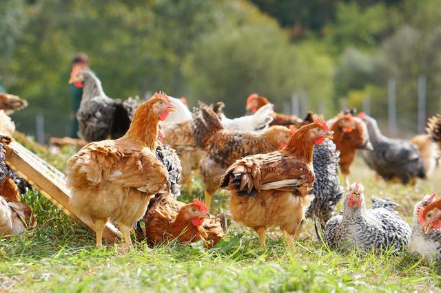Grupul Carmistin preia activele Grupului Aaylex One pentru a menține funcționala platformei avicole