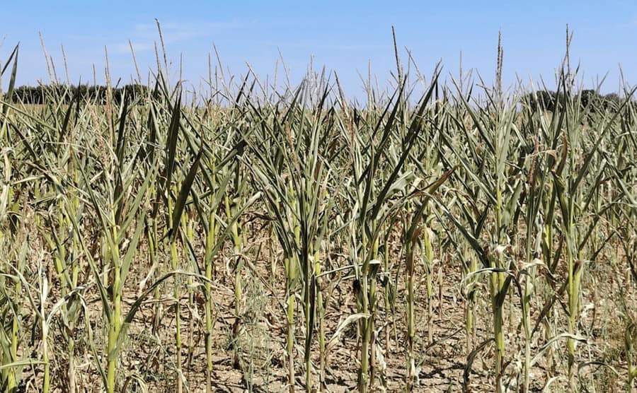Pierderi masive în agricultura UE: seceta și canicula pot costa până la 17 miliarde de euro