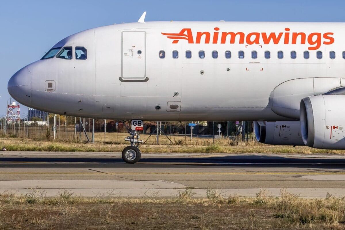 AnimaWings cere insolvența: pierderi de 111 milioane de lei și datorii masive