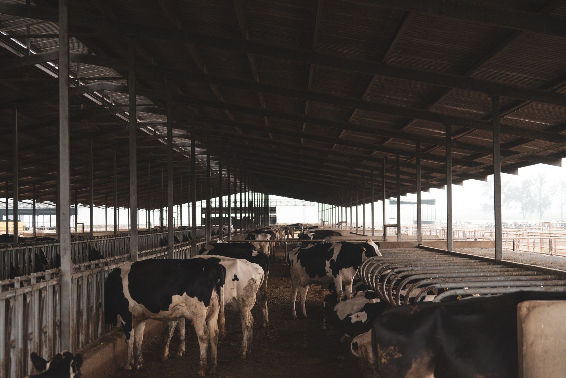 Reguli UE pentru reducerea poluării: Fermele mari de porci și păsări vor aplica noi norme din 2030